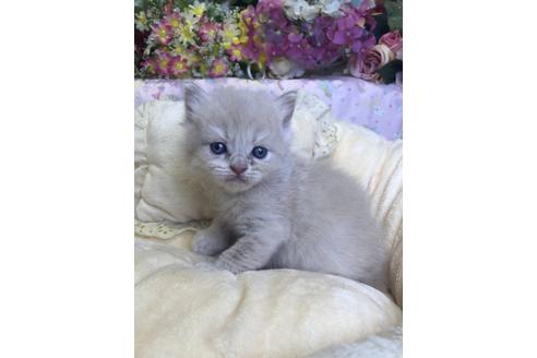 成約済の広島県のブリティッシュショートヘア-14344の2枚目