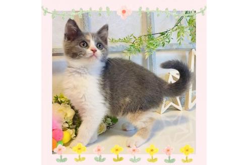 成約済の大阪府のスコティッシュフォールド-14347の1枚目