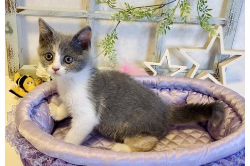 成約済の大阪府のスコティッシュフォールド-14347の6枚目