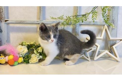 成約済の大阪府のスコティッシュフォールド-14347の4枚目