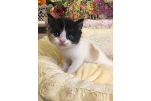 成約済の広島県のブリティッシュショートヘア-14346の5枚目