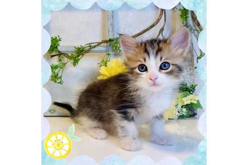 成約済の大阪府のサイベリアン-14349の5枚目