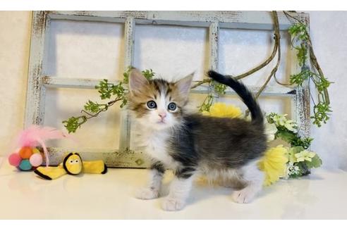 成約済の大阪府のサイベリアン-14349の4枚目