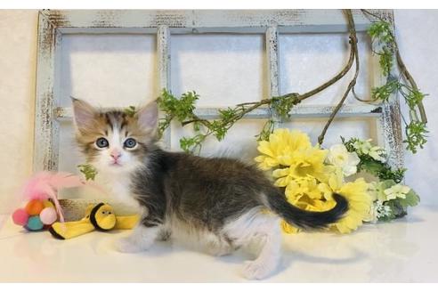 成約済の大阪府のサイベリアン-14349の2枚目