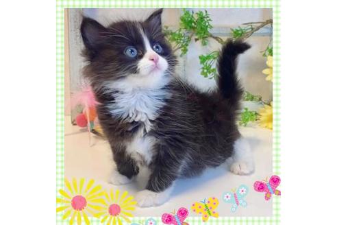 成約済の大阪府のサイベリアン-14350の5枚目