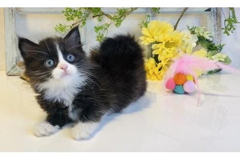 成約済の大阪府のサイベリアン-14350の3枚目