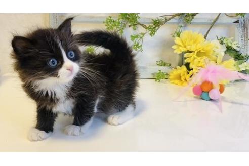 成約済の大阪府のサイベリアン-14350の2枚目