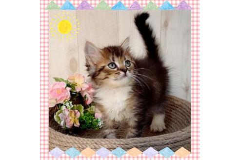 成約済の大阪府のラガマフィン-14351の1枚目