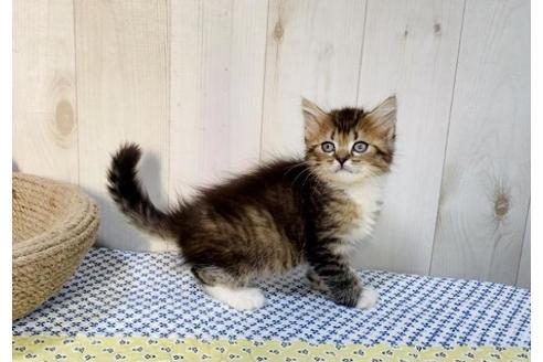 成約済の大阪府のラガマフィン-14351の6枚目