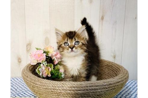 成約済の大阪府のラガマフィン-14351の5枚目