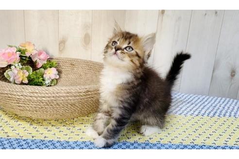 成約済の大阪府のラガマフィン-14351の4枚目