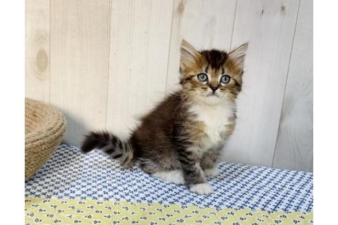 成約済の大阪府のラガマフィン-14351の3枚目