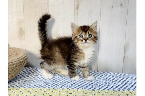 成約済の大阪府のラガマフィン-14351の2枚目