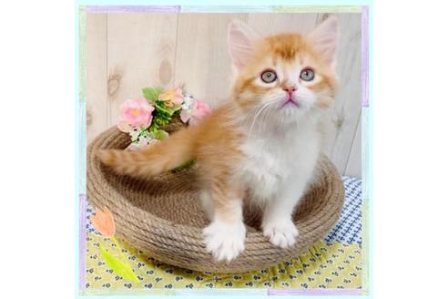 成約済の大阪府のラガマフィン-14352の1枚目