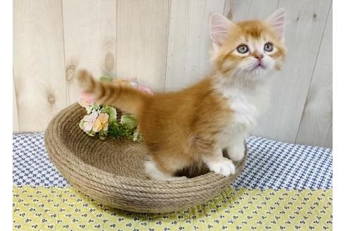 成約済の大阪府のラガマフィン-14352の6枚目