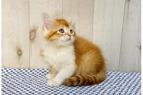 成約済の大阪府のラガマフィン-14352の5枚目