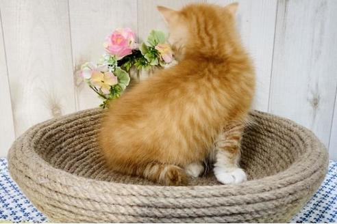 成約済の大阪府のラガマフィン-14352の4枚目