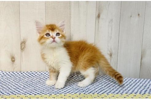 成約済の大阪府のラガマフィン-14352の3枚目