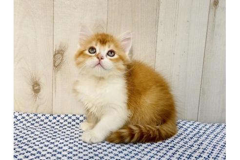 成約済の大阪府のラガマフィン-14352の2枚目