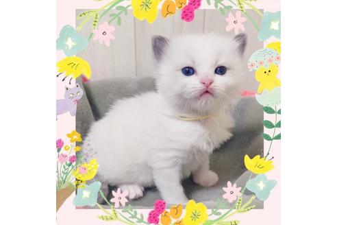 成約済の大阪府のラグドール-14353の1枚目