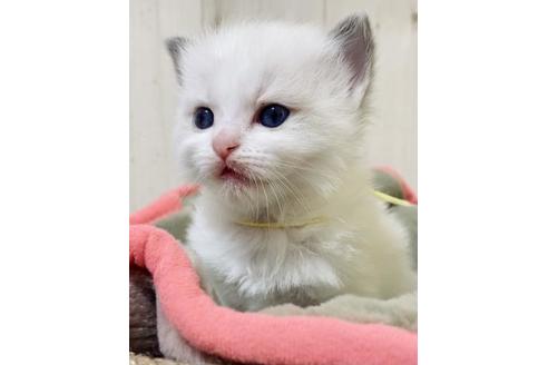 成約済の大阪府のラグドール-14353の4枚目