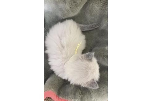 成約済の大阪府のラグドール-14353の2枚目