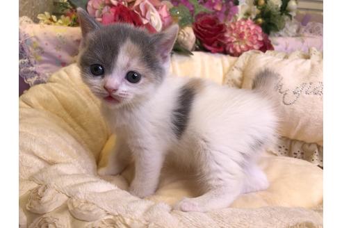 成約済の広島県のブリティッシュショートヘア-14356の4枚目