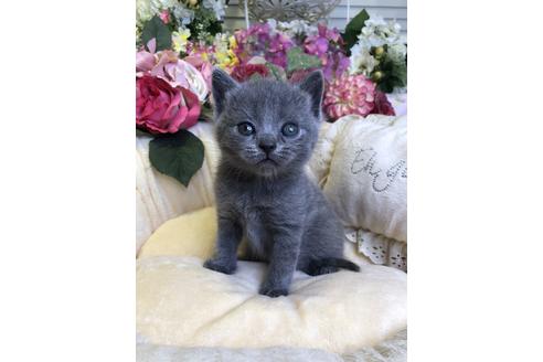 成約済の広島県のブリティッシュショートヘア-14357の3枚目