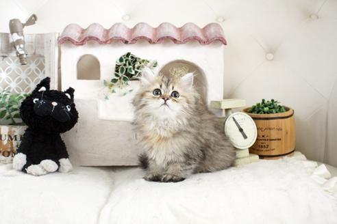 成約済の佐賀県のペルシャ(チンチラ)-13795の5枚目