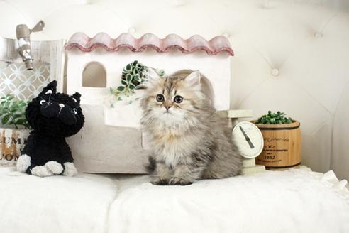 成約済の佐賀県のペルシャ(チンチラ)-13795の4枚目