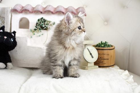 成約済の佐賀県のペルシャ(チンチラ)-13795の3枚目