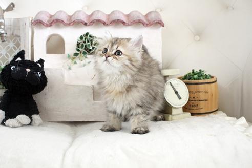 成約済の佐賀県のペルシャ(チンチラ)-13795の1枚目