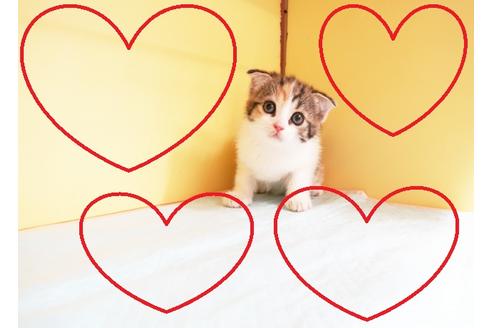 成約済の東京都のスコティッシュフォールド-14393の2枚目