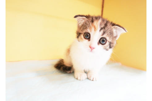 成約済の東京都のスコティッシュフォールド-14393の1枚目