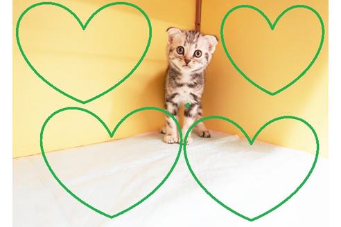 成約済の東京都のスコティッシュフォールド-14394の1枚目