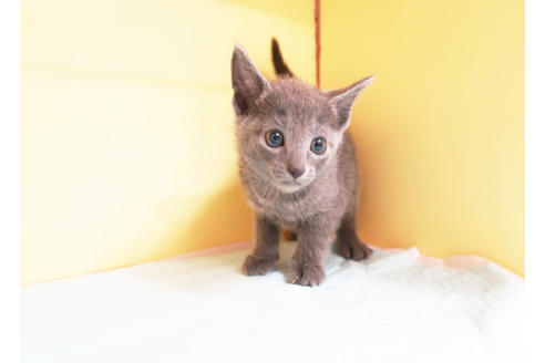 成約済の東京都のロシアンブルー-14395の1枚目