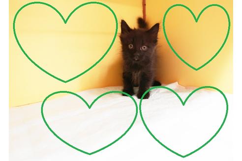 成約済の東京都のスコティッシュフォールド-14396