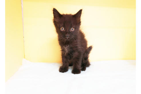 成約済の東京都のスコティッシュフォールド-14396の2枚目