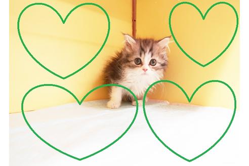 成約済の東京都のミヌエット-14397