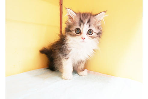 成約済の東京都のミヌエット-14397の2枚目