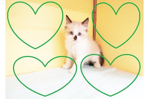 成約済の東京都のラグドール-14398