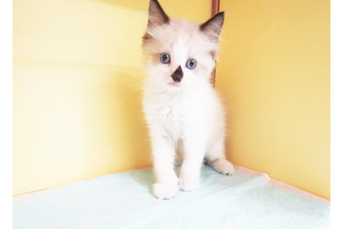 成約済の東京都のラグドール-14398の2枚目