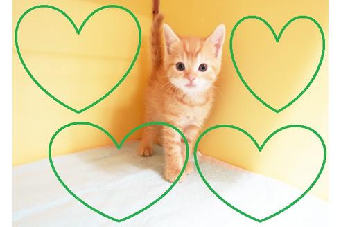 成約済の東京都のマンチカン-14399