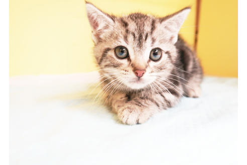 成約済の東京都のアメリカンショートヘア-14400の2枚目