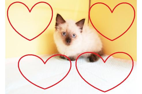 成約済の東京都のラグドール-14401の2枚目