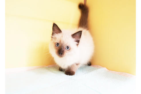 成約済の東京都のラグドール-14401の1枚目