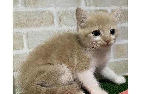 成約済の埼玉県のスコティッシュフォールド-14412の3枚目