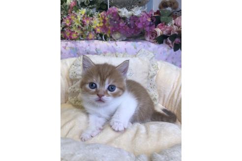 成約済の広島県のスコティッシュフォールド-14336の2枚目