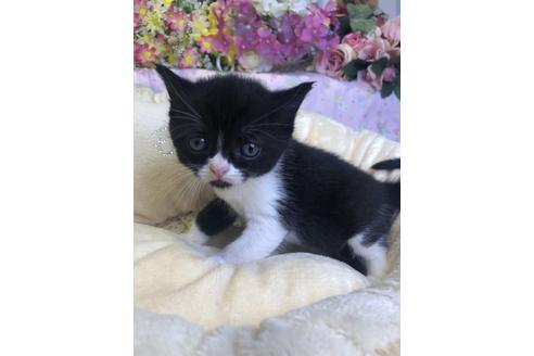 成約済の広島県のブリティッシュショートヘア-14348の2枚目