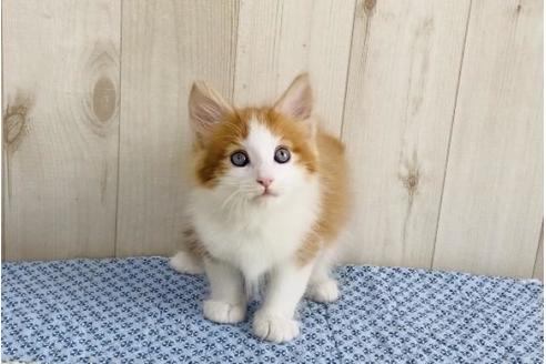 成約済の大阪府のノルウェージャンフォレストキャット-14421の6枚目